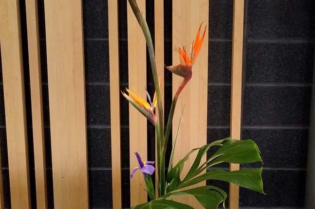 第56屆多倫多池坊花道作品展 – 精彩圖集 | 35easy